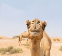 Abu Dhabi UAE